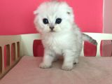 Safkan Irk Garantili Scottish Fold Shorthair Silver Shaded