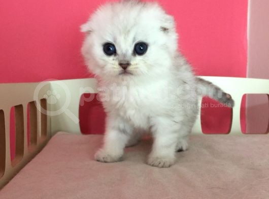 Safkan Irk Garantili Scottish Fold Shorthair Silver Shaded görsel