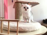 Safkan Irk Garantili Scottish Straight Shorthair Silver Shaded Erkek