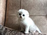 Irk Garantili Scottish Fold Shorthair Silver Shaded