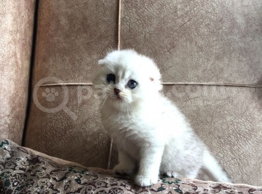 Irk Garantili Scottish Fold Shorthair Silver Shaded görsel