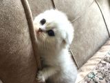 Irk Garantili Scottish Fold Shorthair Silver Shaded