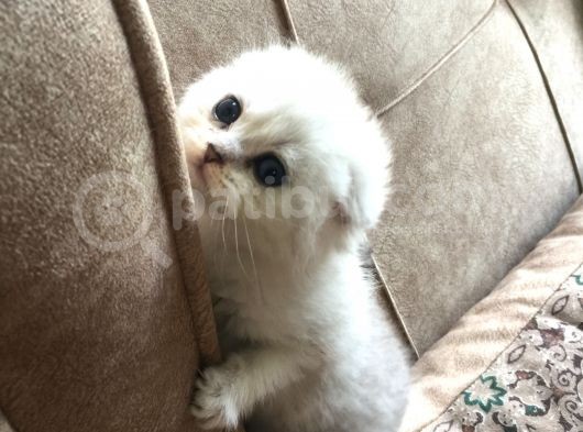 Irk Garantili Scottish Fold Shorthair Silver Shaded görsel