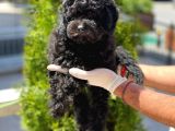 Black Toy Poodle Yavrular