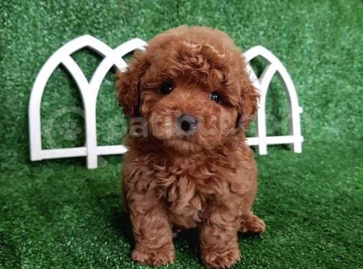 Irk Garantili Safkan Toy Poodle Yavrularımız