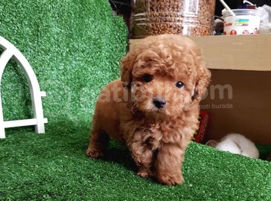 Irk Garantili Safkan Toy Poodle Yavrularımız görsel
