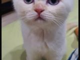 5 Aylık Oyuncu British Shorthair