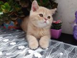 3 Aylık Safkan Scottish Straight Erkek Yavru