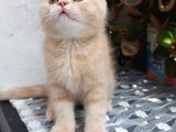 3 Aylık Safkan Scottish Straight Erkek Yavru