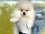 Orj. Pomeranian Boo Bebeklerimiz