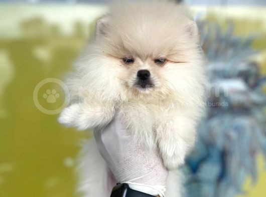 Orj. Pomeranian Boo Bebeklerimiz görsel
