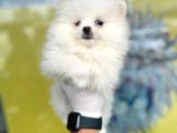 Orj. Pomeranian Boo Bebeklerimiz