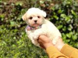 Yavru Maltipoo