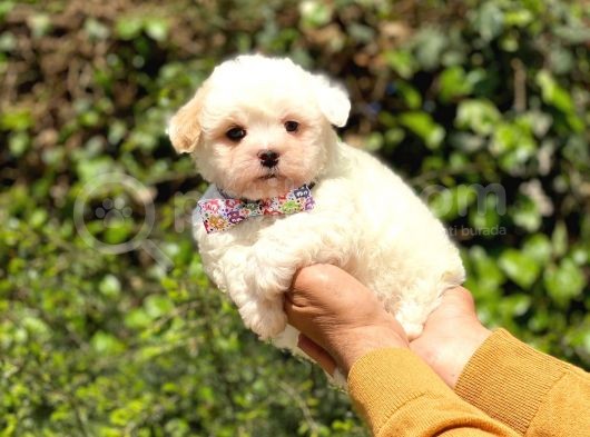 Yavru Maltipoo görsel