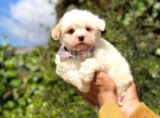 Yavru Maltipoo görsel