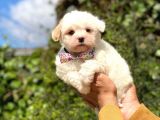 Yavru Maltipoo