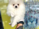 Orj. Pomeranian Boo Bebeklerimiz