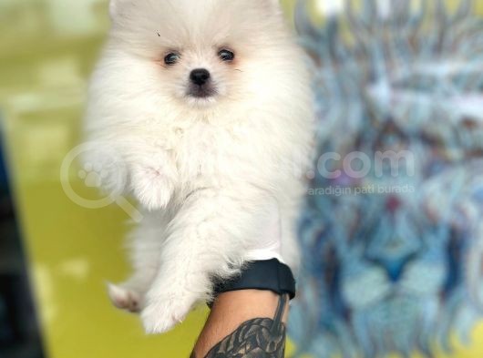 Orj. Pomeranian Boo Bebeklerimiz görsel