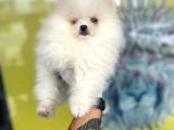Orj. Pomeranian Boo Bebeklerimiz