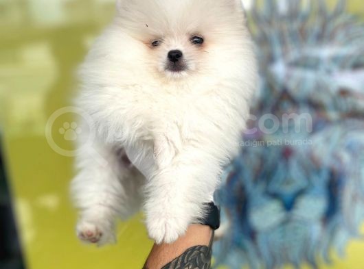 Orj. Pomeranian Boo Bebeklerimiz görsel
