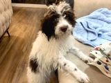 Lagotto Satmak İstiyoruz