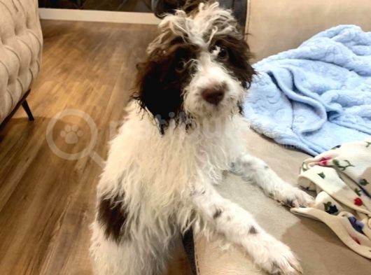 Lagotto Satmak İstiyoruz görsel