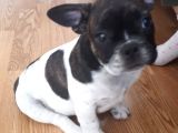Saf Irk French Bulldog Bakmadan Geçme