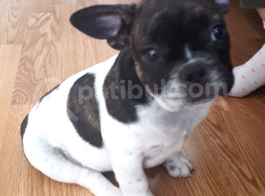 Saf Irk French Bulldog Bakmadan Geçme