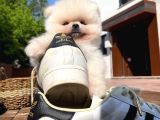 Ayı Surat Pomeranian Boo Yavrularımız