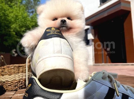 Ayı Surat Pomeranian Boo Yavrularımız