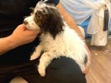 Lagotto Satmak İstiyoruz