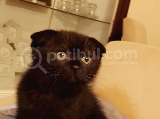 Kızımız Yeni Evi İçin Hazır görsel