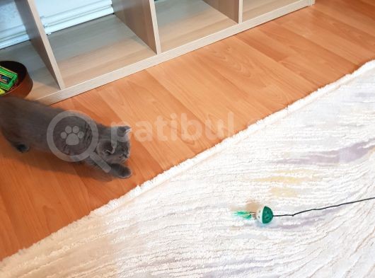 18 Mart Doğumlu Oyuncu Erkek Yeni Yuvasını Arıyor görsel
