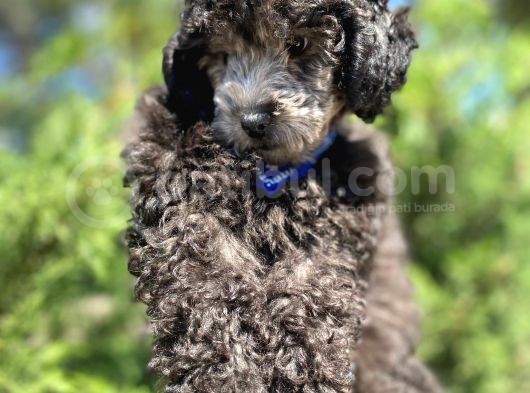 Sevimli Silver Poodle Bebek görsel