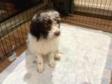Lagotto Satmak İstiyoruz