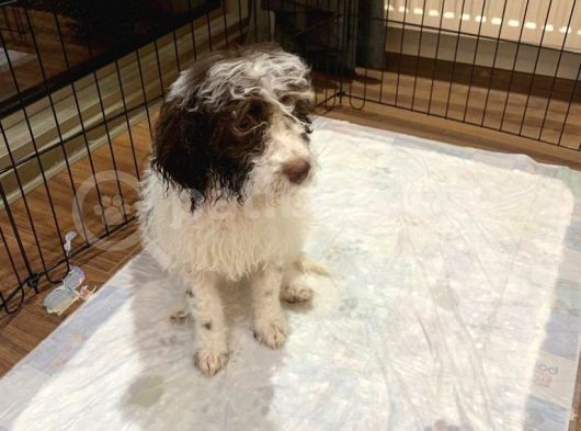 Lagotto Satmak İstiyoruz görsel