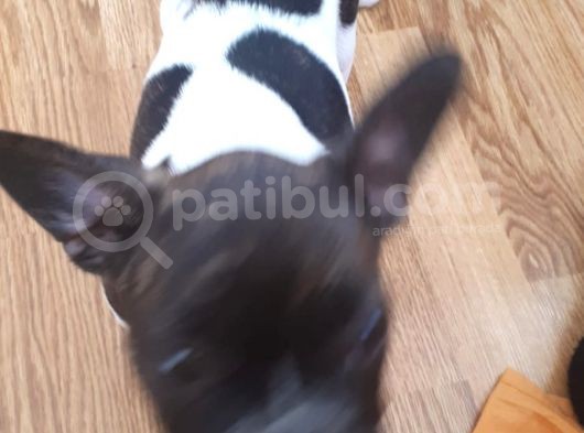 Saf Irk French Bulldog Bakmadan Geçme görsel