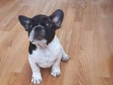 Saf Irk French Bulldog Bakmadan Geçme