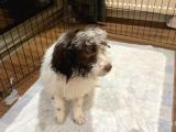Lagotto Satmak İstiyoruz