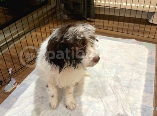 Lagotto Satmak İstiyoruz