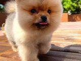 Irk Ve Sağlık Garantili Pomeranian Boo Yavrularımız