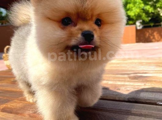Irk Ve Sağlık Garantili Pomeranian Boo Yavrularımız görsel