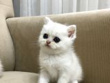 Çok Uyguna Muhteşem Yavrular