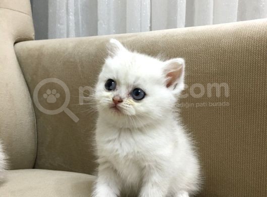 Çok Uyguna Muhteşem Yavrular görsel