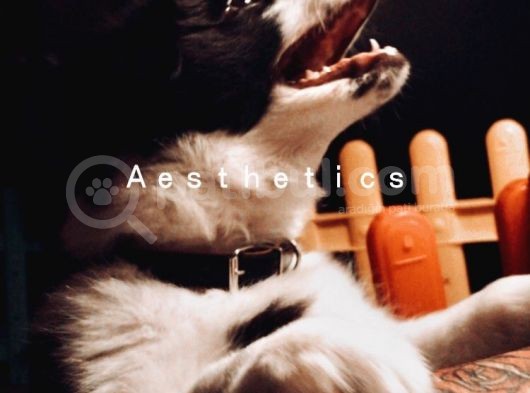 3.5 Aylık Dişi Border Collie