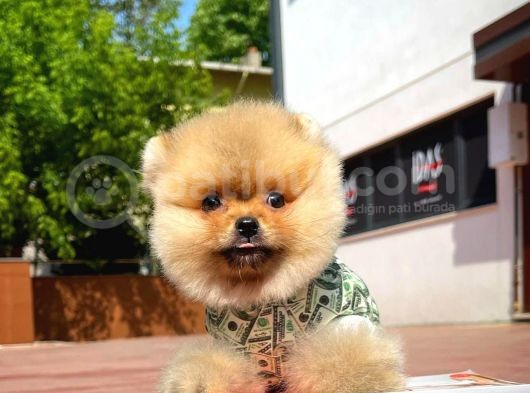 Irk Ve Sağlık Garantili Pomeranian Boo Yavrularımız görsel