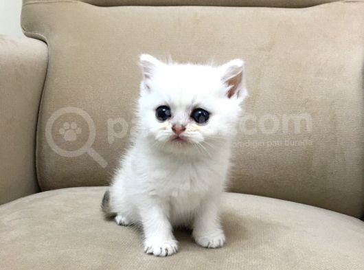Çok Uyguna Muhteşem Yavrular görsel