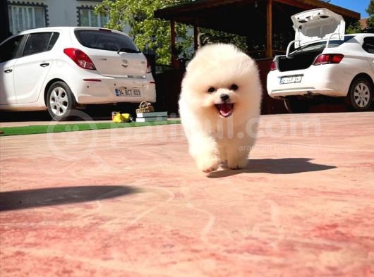 Aa Kalite Pomeranian Boo Oğlumuz Paşa görsel