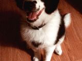 3.5 Aylık Dişi Border Collie