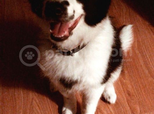3.5 Aylık Dişi Border Collie görsel